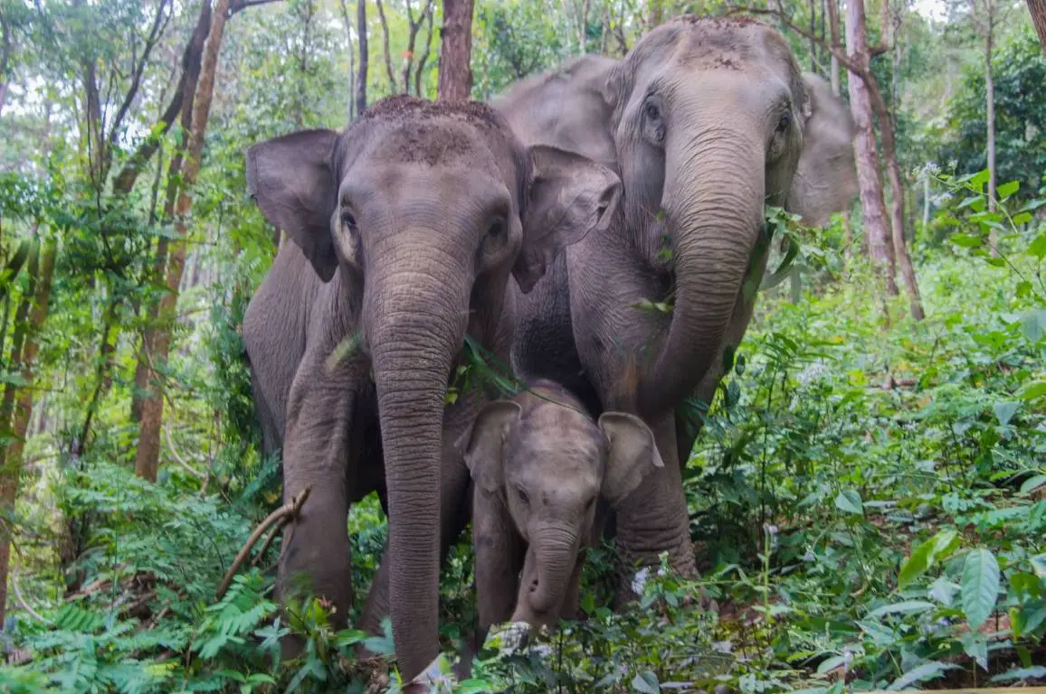 Découverte Thaïlande (Solo, 12j)